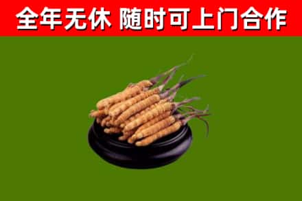 临汾市回收冬虫夏草