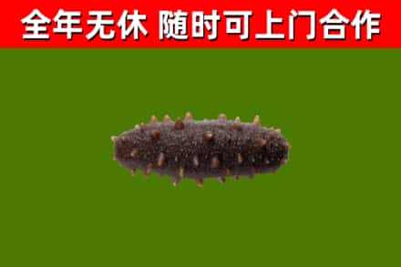 临汾市回收海参干
